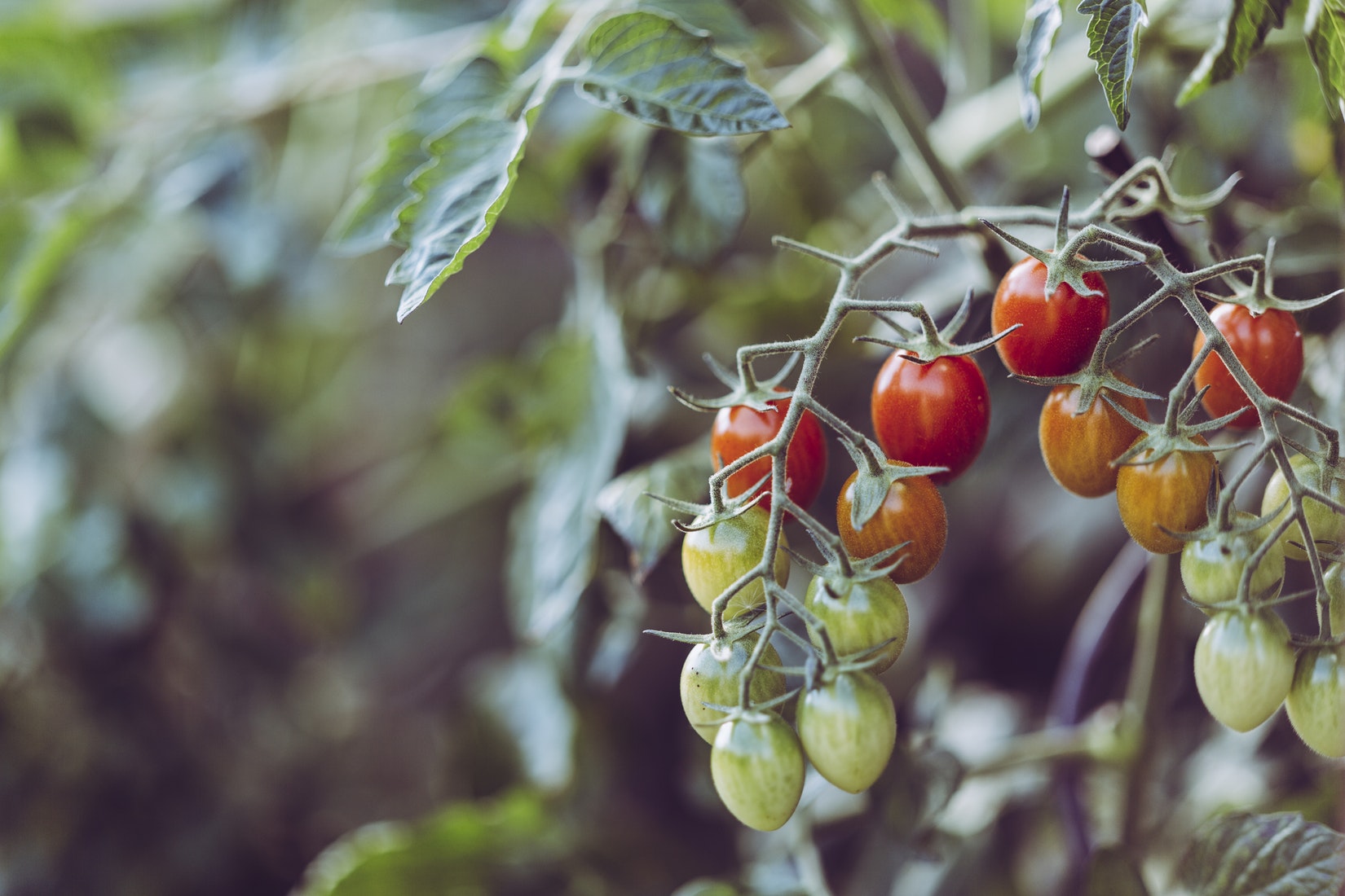 tomatoes